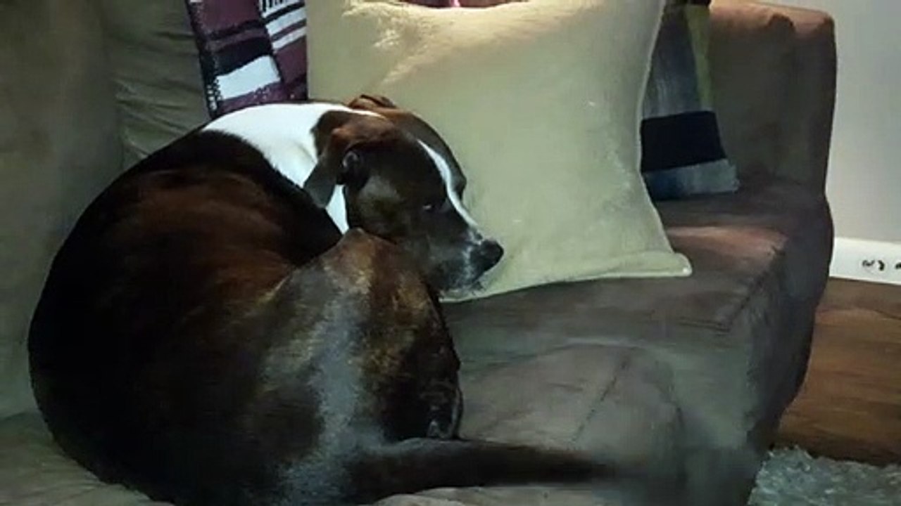 Wagging tails while Sleeping.   Happy dreams for Bruno the pitbull