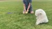 Dog Flips in the air and Faceplants to the Ground While Trying to Catch Ball