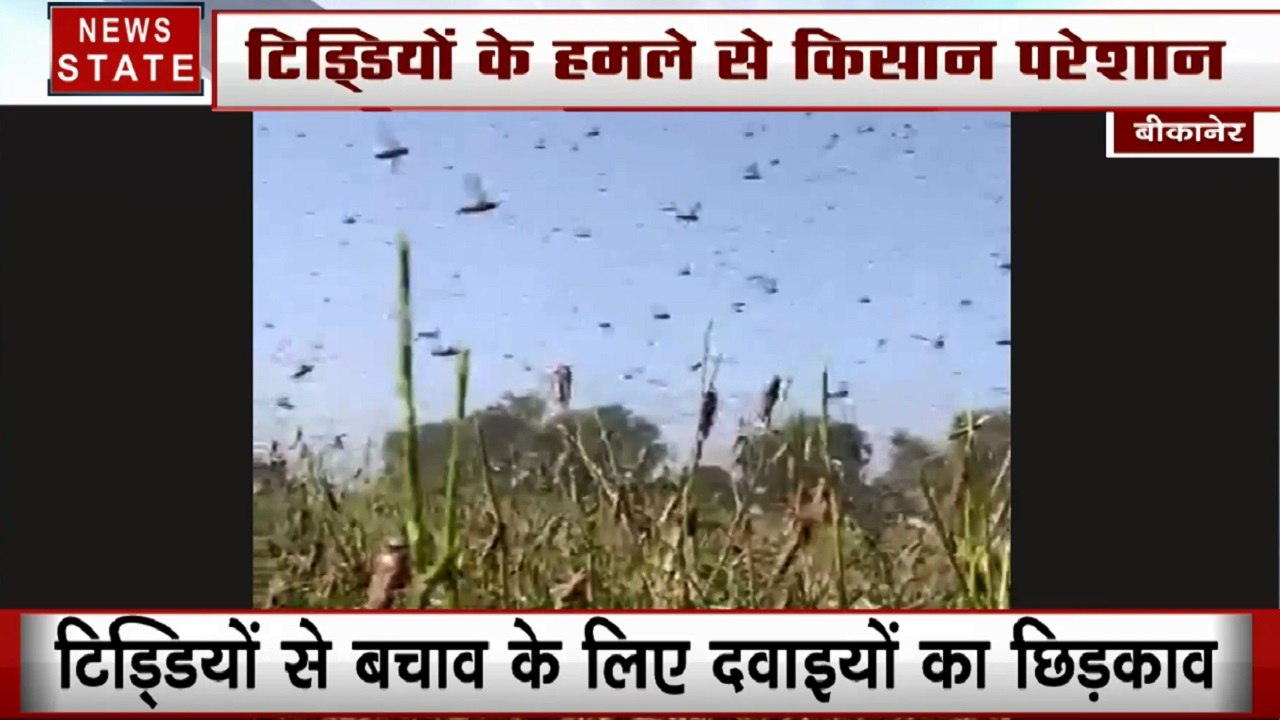 पाकिस्तान से सीमा पार आई आफत, टिड्डियों के हमले से फसल तबाह, किसानों को मुआवजा देगा प्रशासन