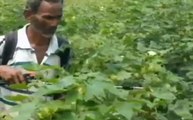 महाराष्ट्र: कीटनाशक दवा की वजह से 20 किसानों की मौत