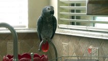 Generous parrot offers a delicious variety of foods