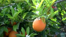 ANTALYA Koronavirüs, portakalı dalında sattırdı