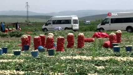 Hatay'da turfanda soğan hasadı başladı