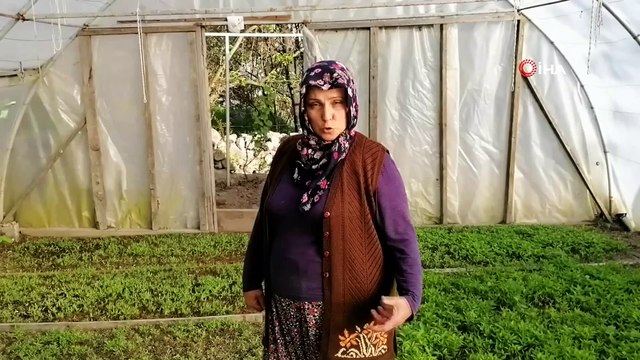 Evinin bahçesine kurduğu serada 100 bin fide üretiyor