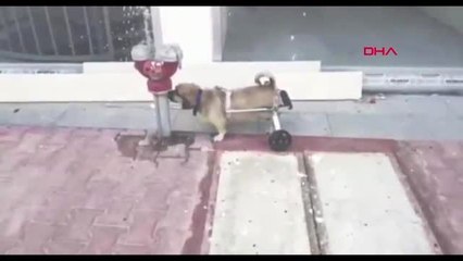 Kendilerine havlayan 2 köpeği ve sahibini bıçakladılar