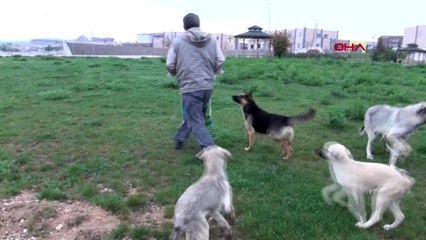 Doğadaki sahipsiz hayvanlar onlara emanet