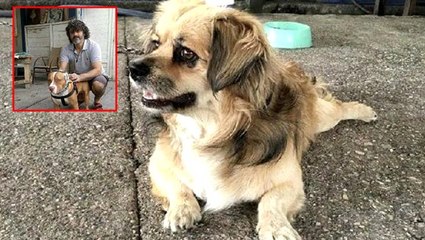 Alkollü grup, kendilerine havlayan 2 köpeği ve sahibini bıçakladı