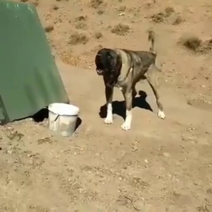 PEK SiNiRLi GENC PANTER COBAN KOPEGi - YOUNG PANTER SHEPHERD DOG