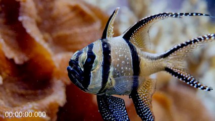 Deep Sea Fishing For Giant Mystery Fish