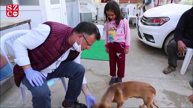 Fındık adlı köpek, yeni doğmuş kedi yavrusunu anne oldu