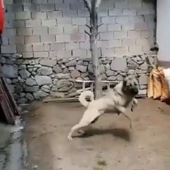 BAHCEDE ADAMCI ANADOLU COBAN KOPEGi - ANGRY ANATOLiAN DOG in GARDEN
