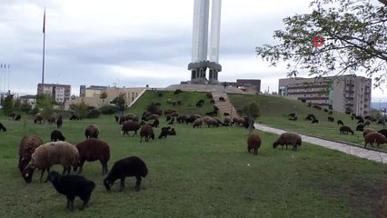 Anıt Müze meraya döndü