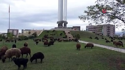 Anıt Müze meraya döndü