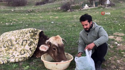 Hasta ineğin başında gece gündüz nöbet tutuyor