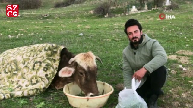 Hasta ineğin başında nöbet tutuyor