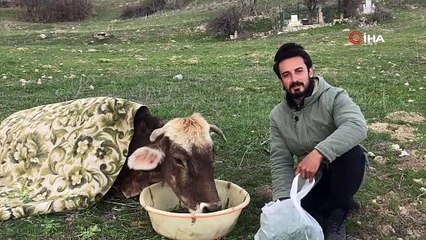 Hasta ineğin başında nöbet tutuyor