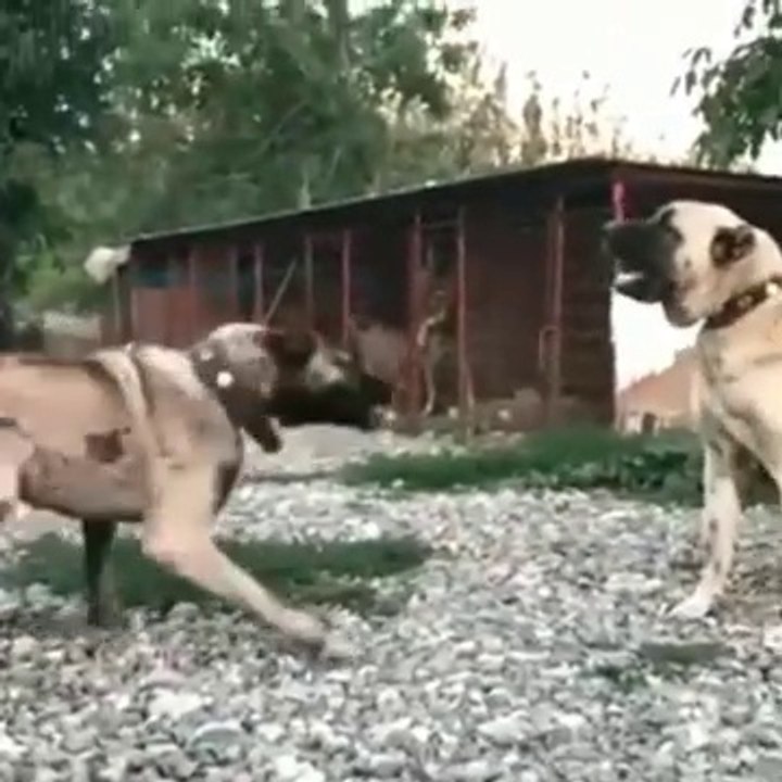 KANGAL ve COBAN KOPEGi YAKIN ATISMA - KANGAL and ANTOLiAN SHEPHERD DOG NEAR VS