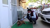 Sokakta bulunan yavru kediye gebe köpek sahip çıktı