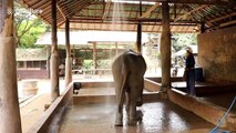 Shower time for elephants as Thailand temperatures rise