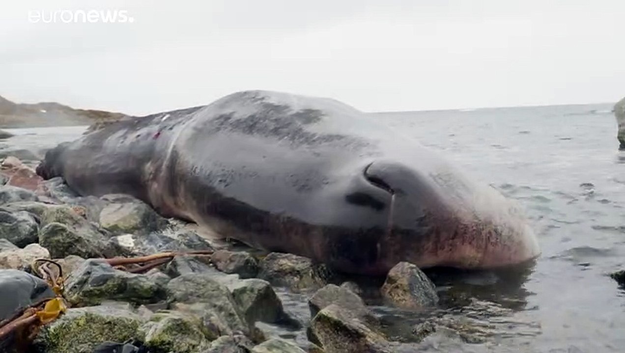 Rätselhaftes pottwalsterben in norwegen