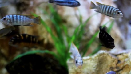 New videos|||||||||||||||||animals videos |||||||||||||wonderful animals|||||||||||