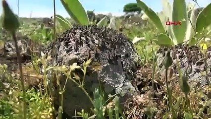 "Çekirge istilasına karşı ilaç kullanmayın"