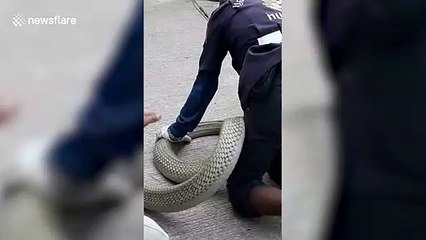 Massive king cobra caught in woman's home in Thalland