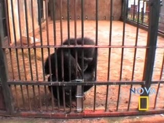 chimpance inteligente -Genius- Chimp Outsmarts Tube