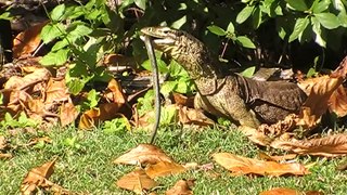 Fitzroy island   lizard vs snake