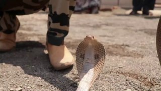 Rescue cobra snake from Nagar City, Ahmednagar, Maharashtra