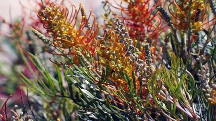 Gardening Australia episode 12 2020