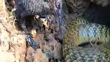 Bird vs snake fight