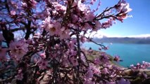 Ziyaretçisiz kalan 'Akdamar Adası' badem çiçekleri ile sessiz bir şölen sunuyor