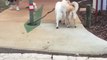 DOGS HELPING EACH OTHER! Best Video Ever, Trending TikToks, Best Hugot, TOP Trends   狗互相帮助！最佳影片，趋势TikToks，最佳Hugot，热门趋势