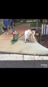 DOGS HELPING EACH OTHER! Best Video Ever, Trending TikToks, Best Hugot, TOP Trends 狗互相帮助！最佳影片，趋势TikToks，最佳Hugot，热门趋势