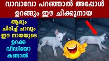 സോഷ്യല്‍ മീഡിയയെ ചിരിപ്പിച്ച് നായയുടെ കള്ള ഉറക്കം | Oneindia Malayalam