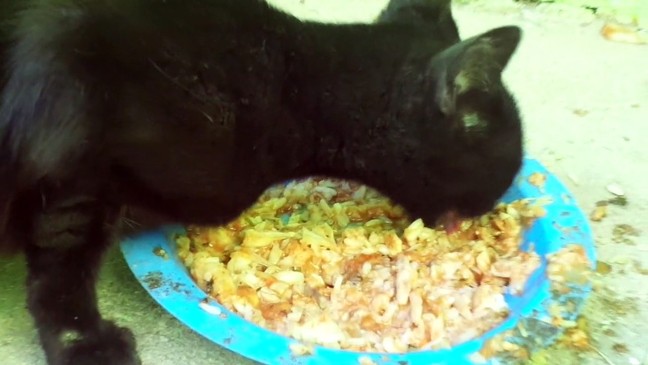 Gata se alimentando