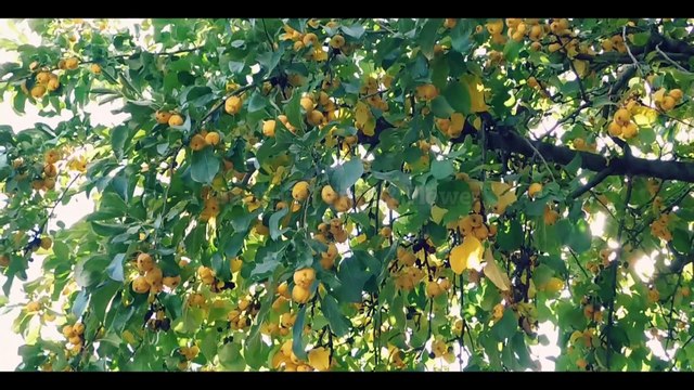 Most Delicious Fruit in the World I Amazing Fruits I 4K Fruits Video I Beauty of Fruit & Flower