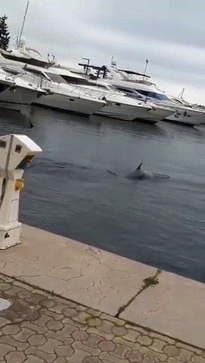 INSOLITE - Des dauphins font le spectacle dans un port de plaisance mais lequel ?
