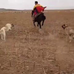 KANGALLAR COBAN KOPEKLERi AT KOVALARSA - KANGAL and ANATOLiAN SHEPHERD DOGS HORSE