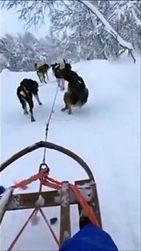 Voilà comment les chiens de traîneau se soulagent en pleine course
