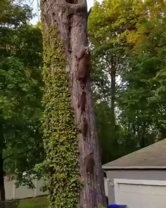 Une famille de ratons laveurs rentre à la maison : adorable