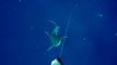 Ce pêcheur de thon voit un requin lui foncer dessus... terrifiant