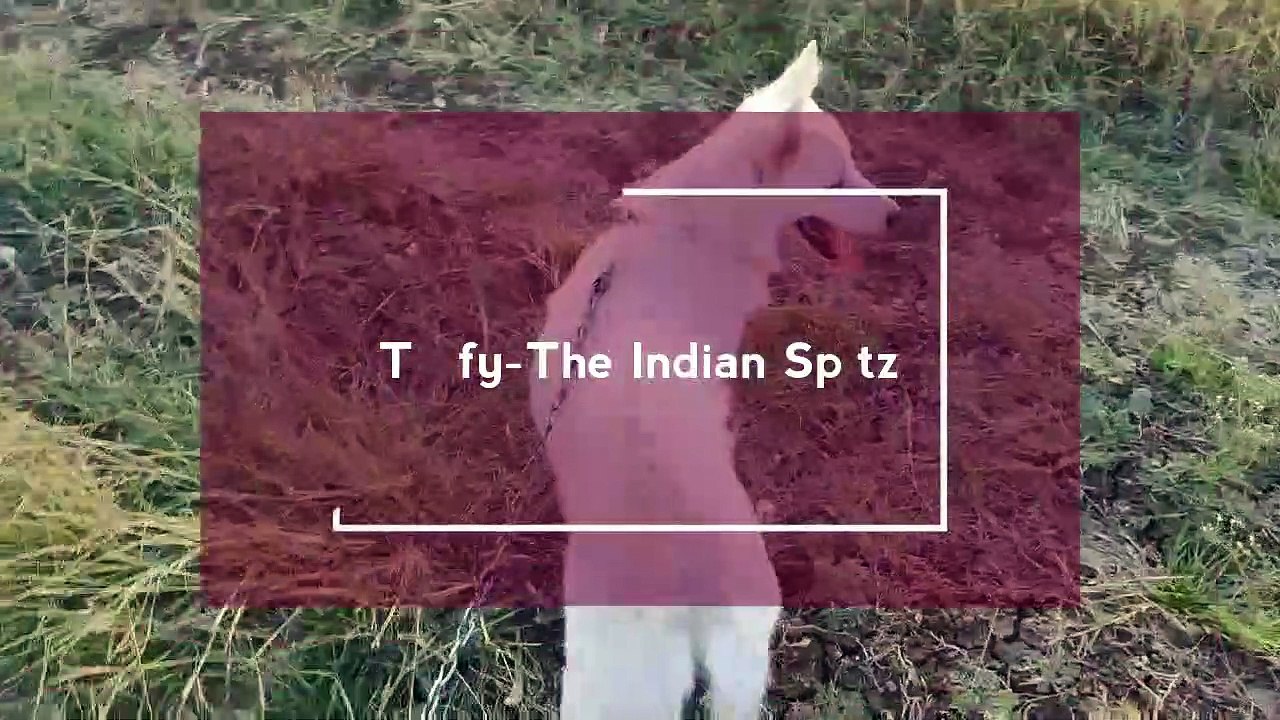 Intro