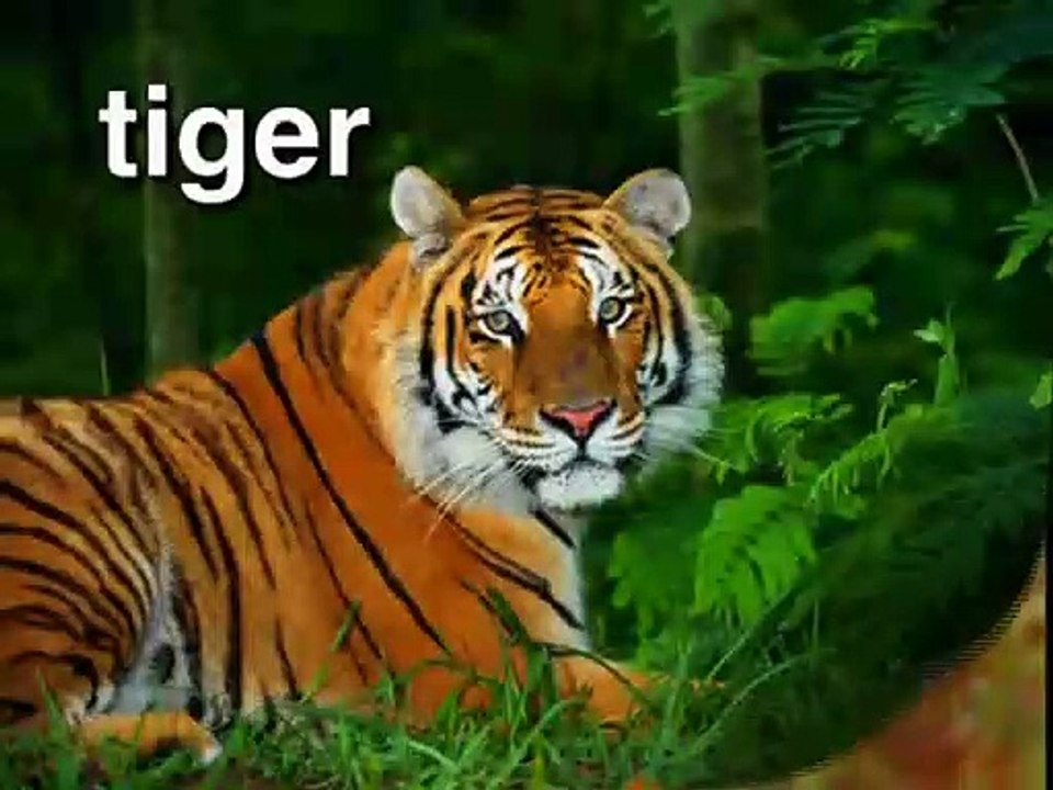 Baby Einstein - World Animals (My Version)