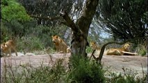 Monkey Hunters [Baboons VS Lions Documentary] _ Real Wild