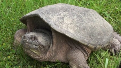 Giant Snapping Turtle (2013)