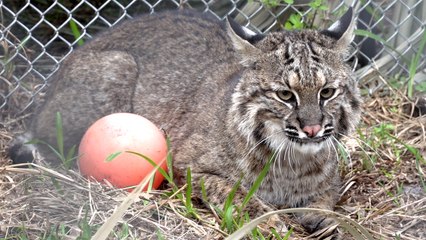 Recovering Bobcat's Second Doctor Visit