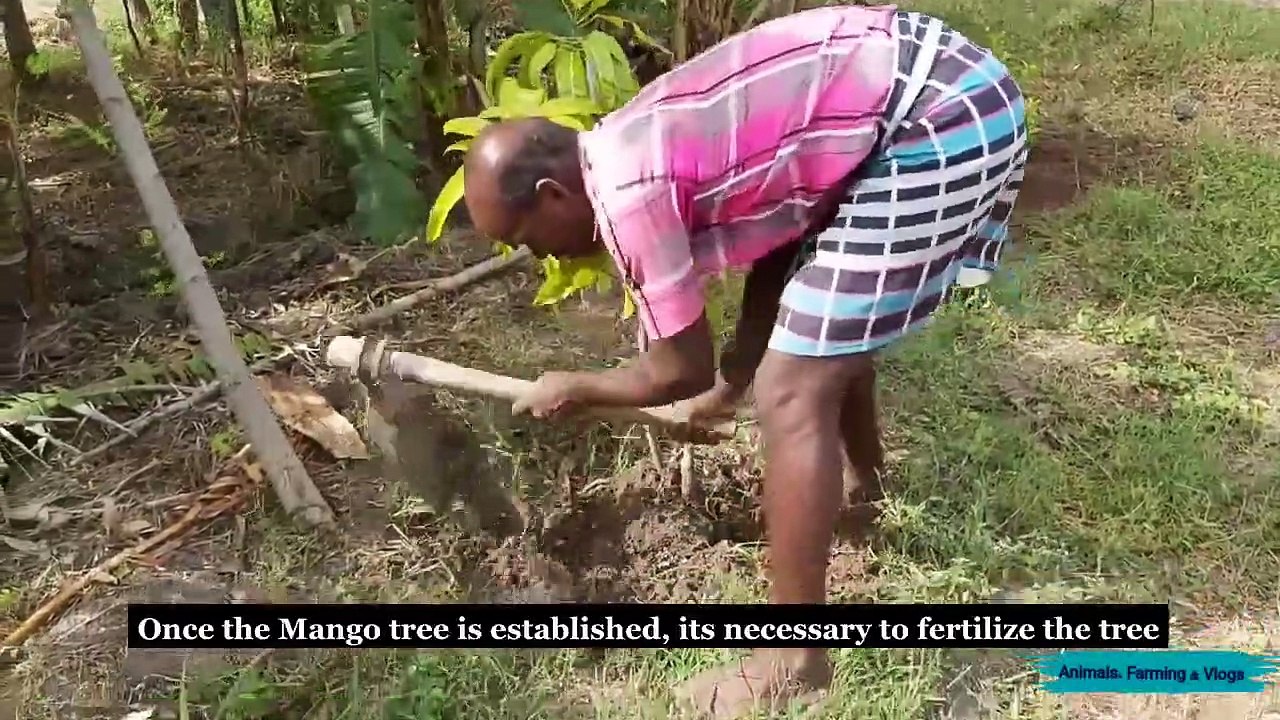 Organic Fertilizer For Mango Tree (How to Fertiliz)