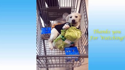 Cute Pets And Funny Animals Compilation #4 - Pets Garden